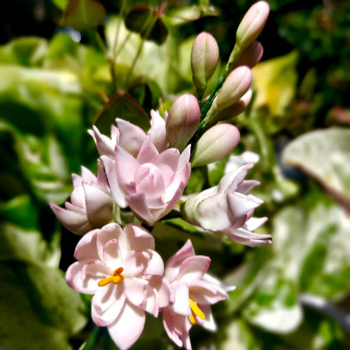 Sugar flower class for beginners – step-by-step training in gum paste and fondant flowers